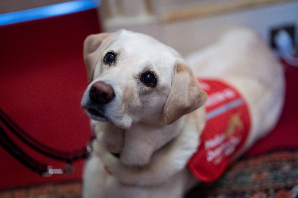 Bowel Cancer Medical Detection Dog Jodie (Aaron Chown/PA) (PA Wire)