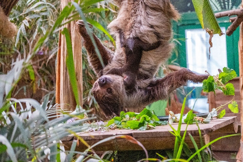 The baby will spend months clinging to his mother, Feira (RZSS/PA)