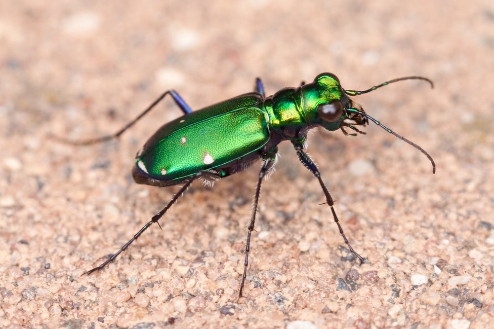 A six-spotted tiger beetle (Getty Images/iStockphoto)