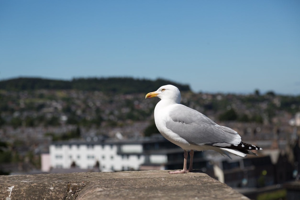 A herring gull in Inverness. The species is struggling in coastal habitats and increasingly moving into urban areas (Getty)
