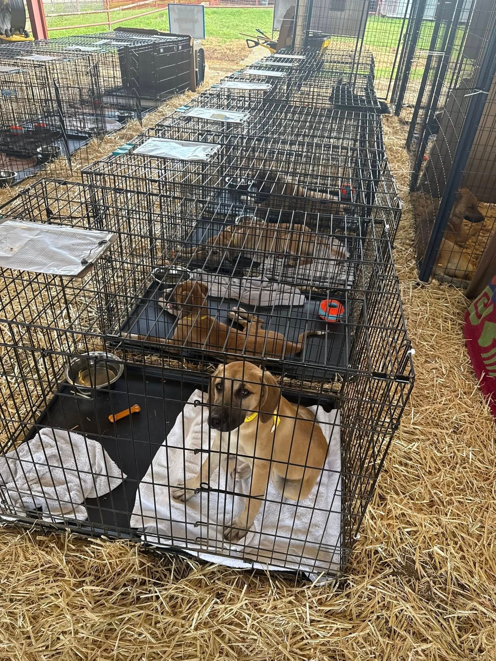 Nearly all of the rescued dogs had been transferred to long-term shelter placements (Ferris Animal Services)