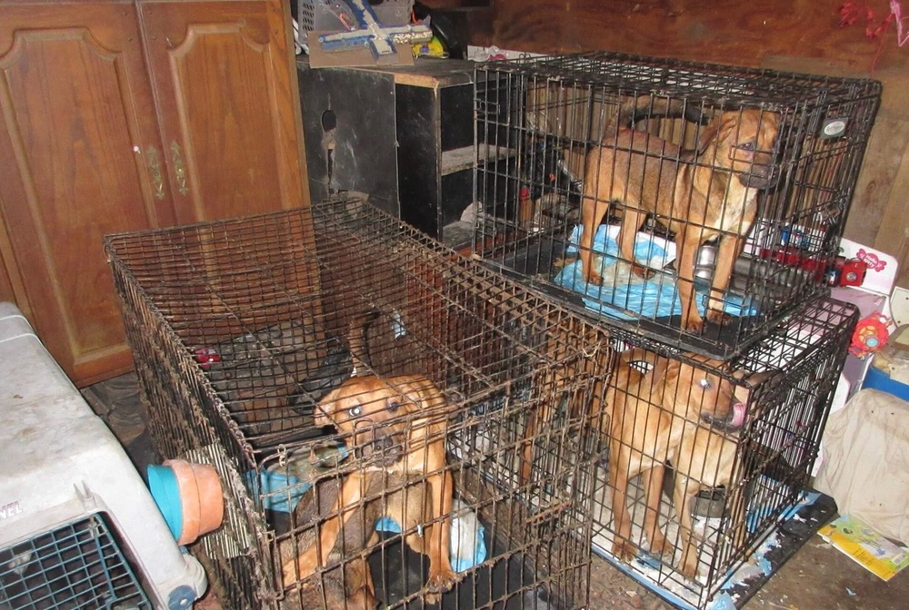Officials say 75 dogs were rescued from one site n Ellis County, Texas (Ferris Animal Services)