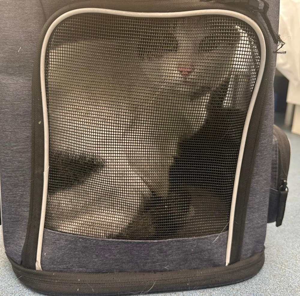 Olaf the cat was put in a cat carrier after he fell from underneath a car which arrived in the car park of Cats Protection Essex Cat Centre. (Cats Protection/ PA)
