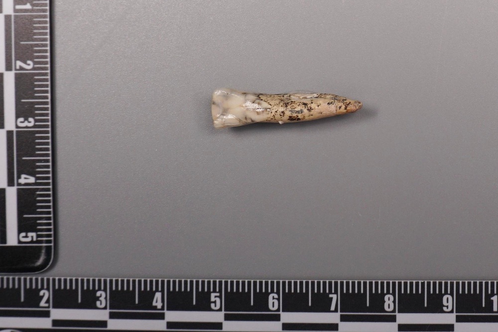 Researchers siphoned ancient enamel proteins from H. erectus teeth belonging to five men and one woman. (Local Library)