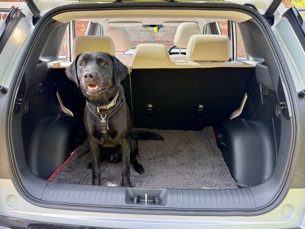 The Aion V's boot was big enough for Elvis the black Labrador on a long trip to Lincolnshire (Steve Fowler)