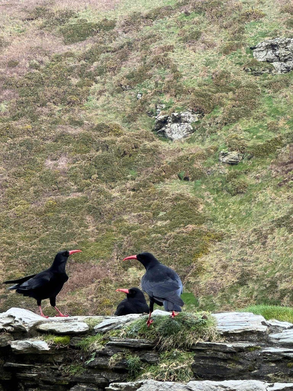 Choughs are on the Cornish coat of arms (English Heritage)