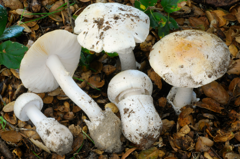 Western Destroying Angel mushrooms are also known to cause poisoning and even death. Health experts warn that the mushrooms can often resemble and even taste like non-poisonous mushrooms (California Department of Public Health)