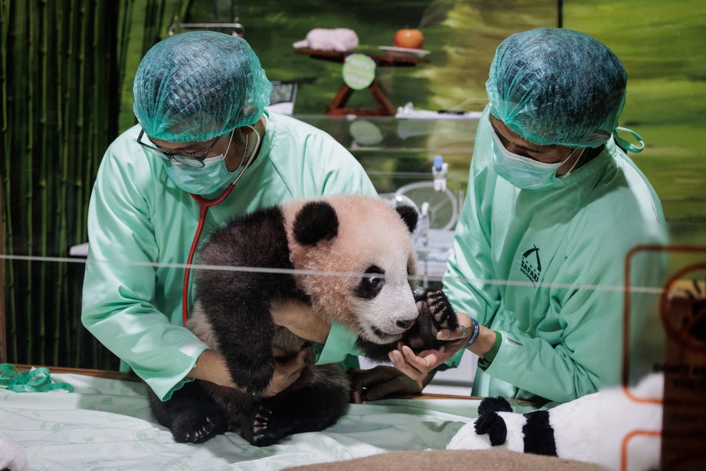 Rio’s birth has drawn many panda fans, and his public debut has been eagerly anticipated, with numerous requests on social media to see him soon (AFP/Getty)