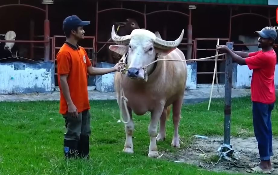 An aggressive buffalo has been named Netanyahu due to its resemblance with the Israeli prime minister (Independent Television/YouTube)