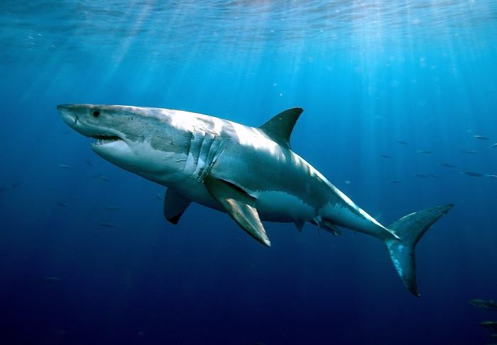 White shark (Greg Skomal via Eurekalert)