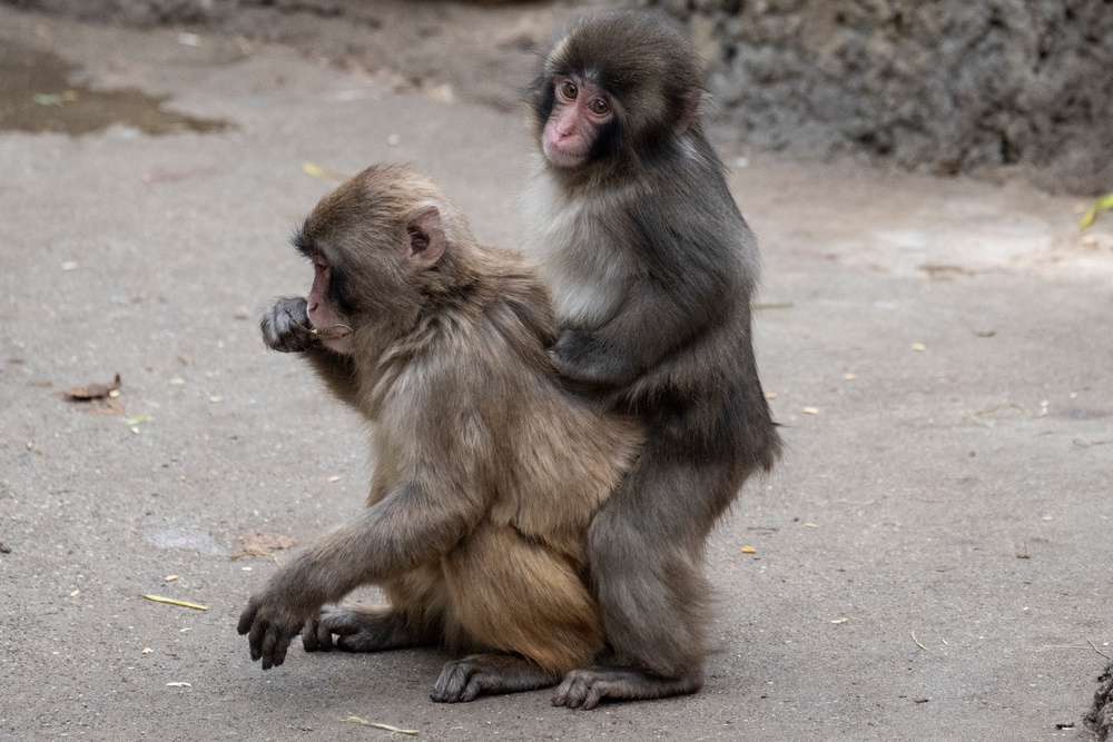 A seven month-old male Japanese macaque monkey named Punch (R), who was abandoned by his mother shortly after birth, interacts with another monkey at Ichikawa City Zoo (AFP/Getty)