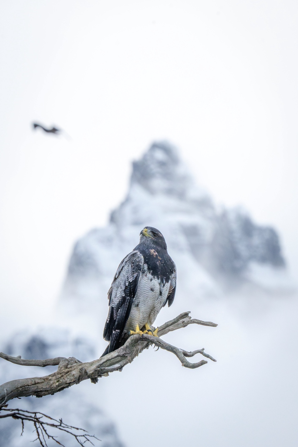 An eagle sits on a branch in Ushuaia, Argentina, Thursday, May 14, 2026. (AP Photo/Joel Reyero) (Copyright 2026 The Associated Press. All rights reserved)
