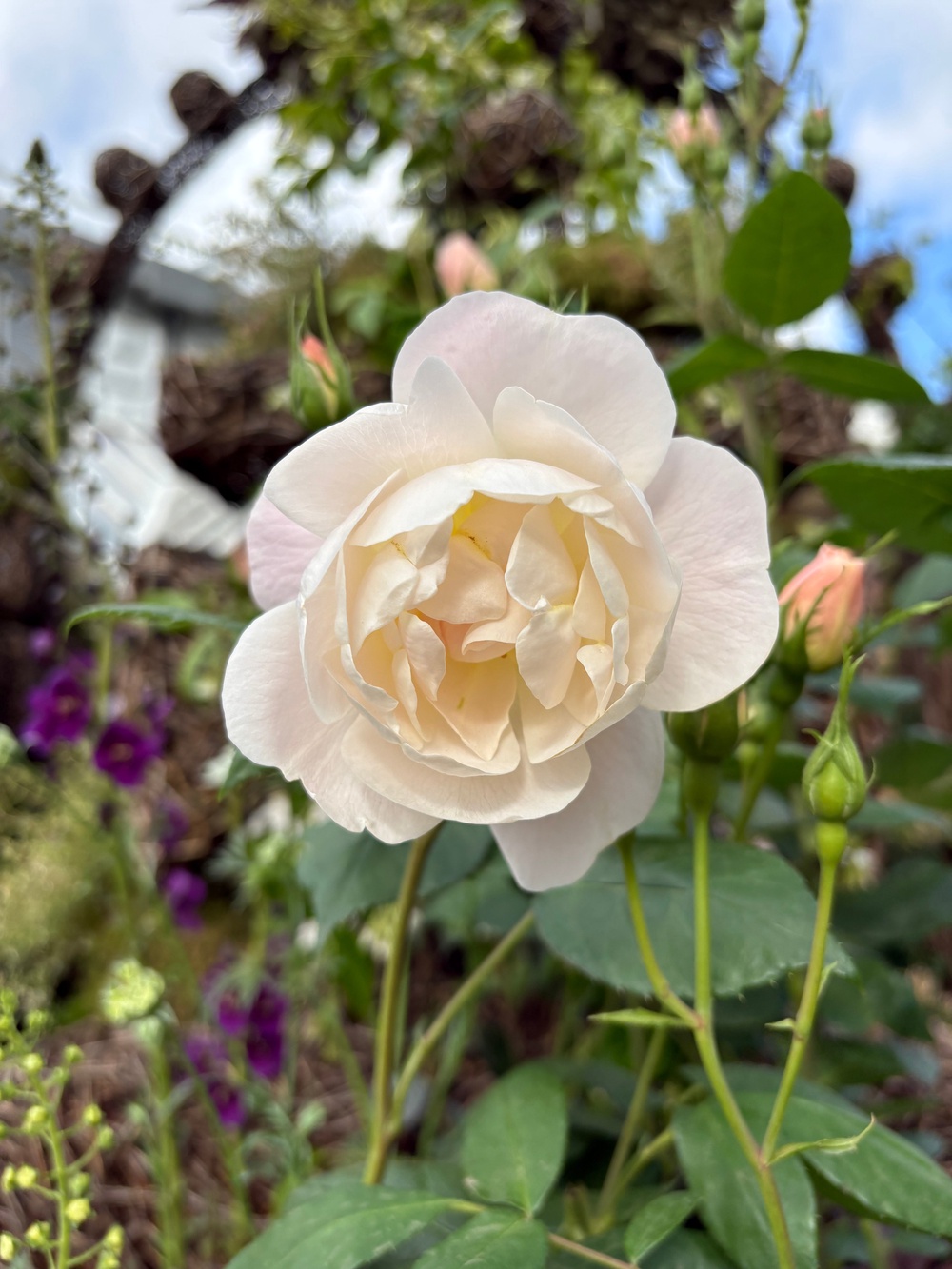 The Sir David Beckham Rose (Hannah Stephenson/PA)
