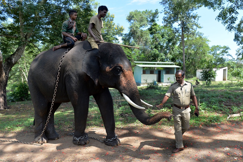 Indian forestry official patting a tamed elephant named Ranjan at the Dubare Elephant Camp (AFP/Getty)