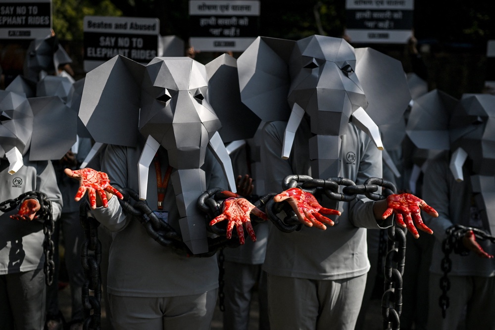 Supporters of People for Ethical Treatment of Animals (PETA) dressed as chained elephants stage a protest against elephant rides and abuse of animals, on the eve of International Animal Rights Day in 2025 (AFP/Getty)