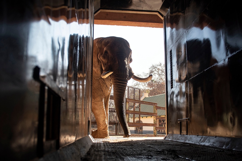 Charley was relocated from another South African zoo to a game reserve in 2024 (AP)