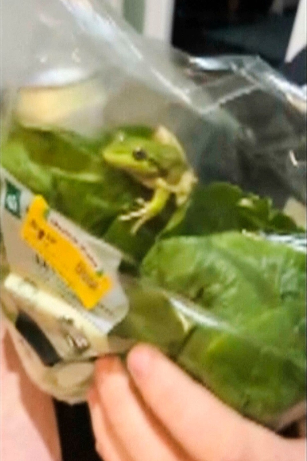 Farmer Rhys Smoker was preparing a steak and salad meal for the three residents of his Esperance home when he spotted the amphibian among the leaves inside a sealed plastic bag (AP)