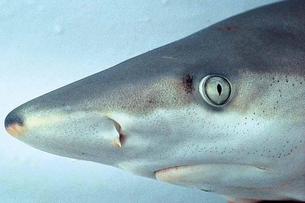 Sharks have changed where they swim and fish in recent years, which some have attributed to climate change (NOAA)
