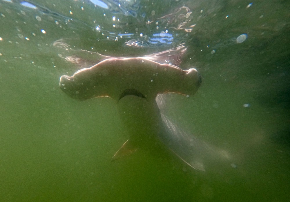 Fishermen are claiming that there are too may sharks impeding their ability to fish in the Atlantic (AFP via Getty Images)