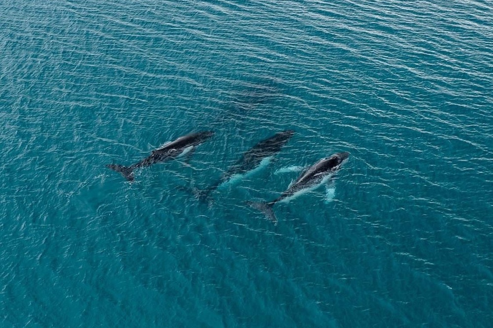 Three humpback whales migrating along the eastern Australia coast (Pacific Whale Foundation via AP)