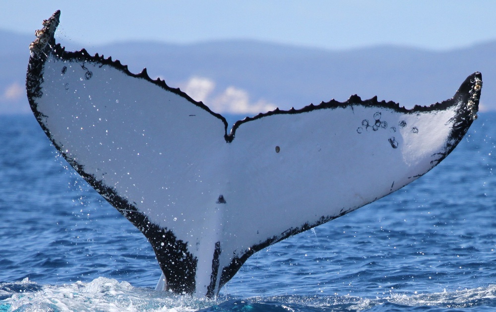 Scientists tracked the whales using their unique tail markings (Pacific Whale Foundation via AP)