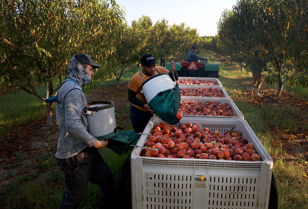 Workers fill boxes with peaches at an orchard in Fort Valley, Georgia, in July 2023. Nearly 99 percent of peach samples were contaminated with pesticide residues (Getty)