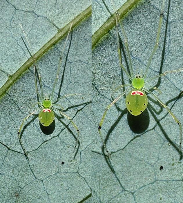Theridion himalayana species (Devi Priyadarshini and Ashirwad Tripathy)