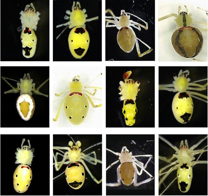 Collage showing morphs of some of the males and females of Theridion himalayana (Devi Priyadarshini and Ashirwad Tripathy)