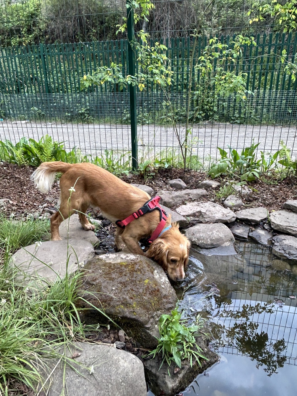 Cocker spaniel Flounder is one of dogs who have enjoyed the garden (Battersea/PA)