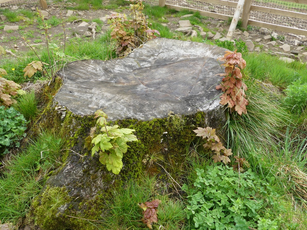 New shoots growing from the stump of the sycamore gap tree earlier this week (Helix Arts Limited)