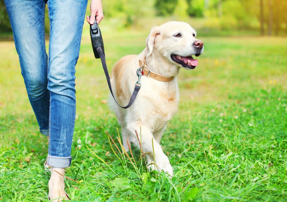 Golden retrievers are known for their friendly nature (Getty/iStock)