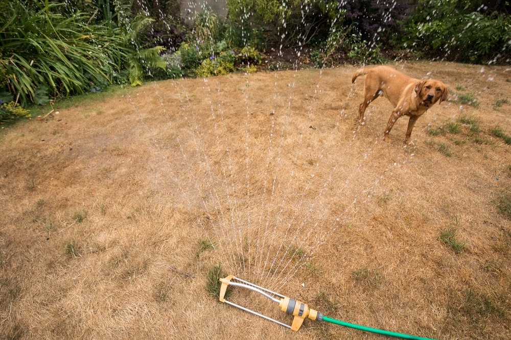 Image from: UK heatwave live: Half of England officially declared in drought as temperatures hit 35.2C