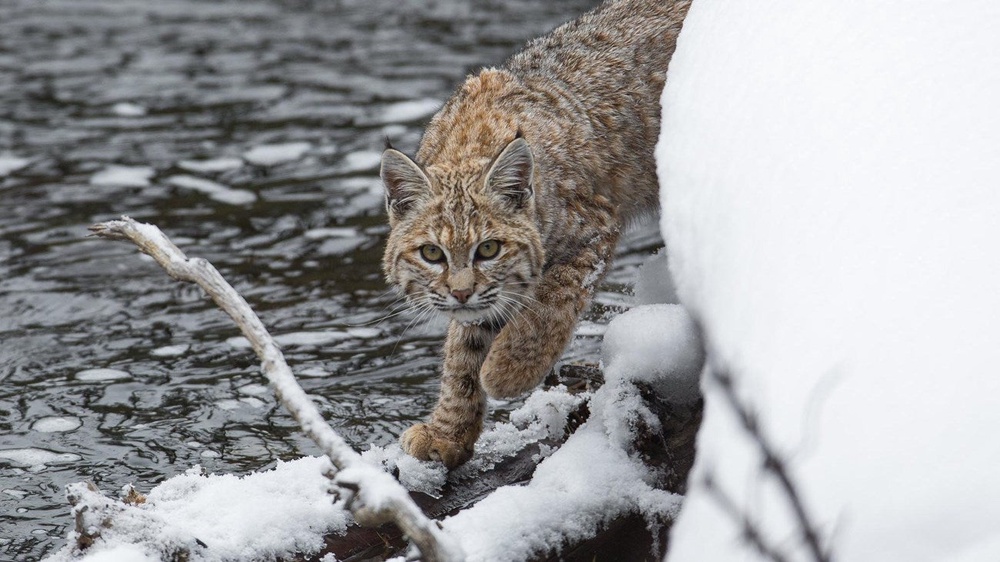 A bobcat walks on the snowcovered banks of a river. Bobcat fever was first reported in bobcats in the 1970s (NPS Photo)