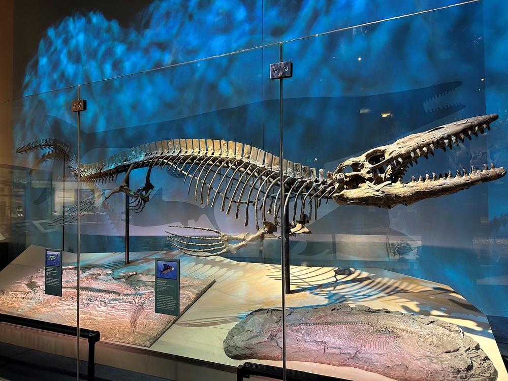Tylosaurus rex holotype skeleton (Perot Museum of Nature and Science)