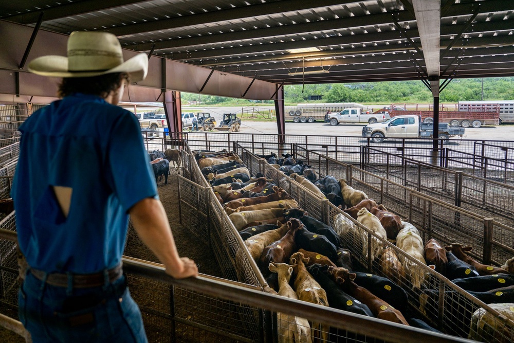 Inflation, President Donald Trump’s tariffs, and the prices being set by meatpackers—effectively the middlemen who buy cattle from ranchers, process the beef and sell it on to restaurants and grocery stores—are all contributing to the price hike (Getty Images)