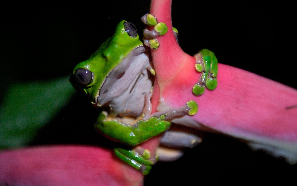 The poisonous secretion comes from Amazonian frogs (AFP/Getty)