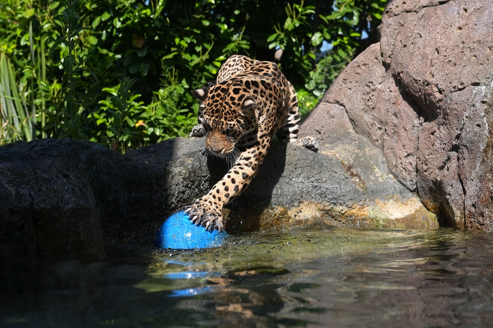 A jaguar named Kedera plays with a ball in her pool to cool down from the hot weather at Hertfordshire Zoo in Broxbourne (Joe Giddens/PA) (PA Wire)