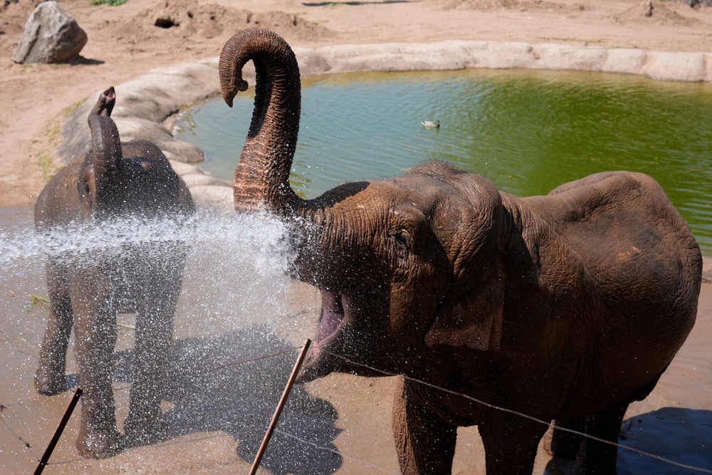 Elephants were hosed down with water at Chester Zoo (PA)