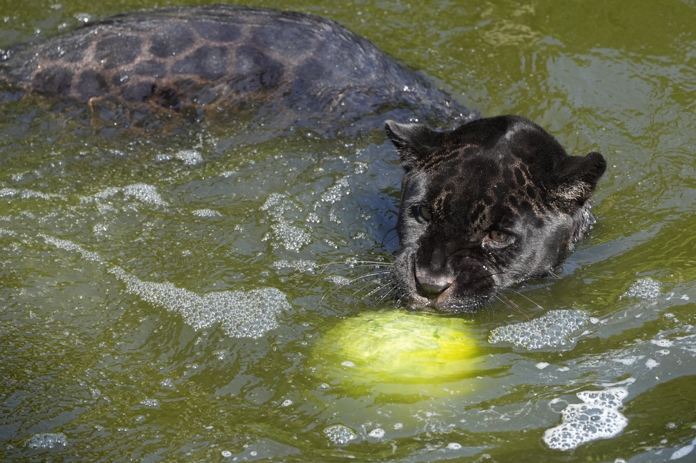 Inka the jaguar swims with a frozen watermelon at Chester Zoo on Tuesday (Peter Byrne/PA) (PA Wire)
