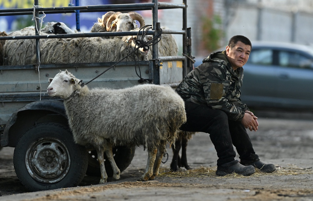 A vendor sits next to a trailer transporting sheep as Muslim worshippers visit a mobile cattle market ahead of the ritual sacrifice during Eid al-Adha celebrations in the Siberian city of Omsk, Russia, 27 May 2026 (Reuters)