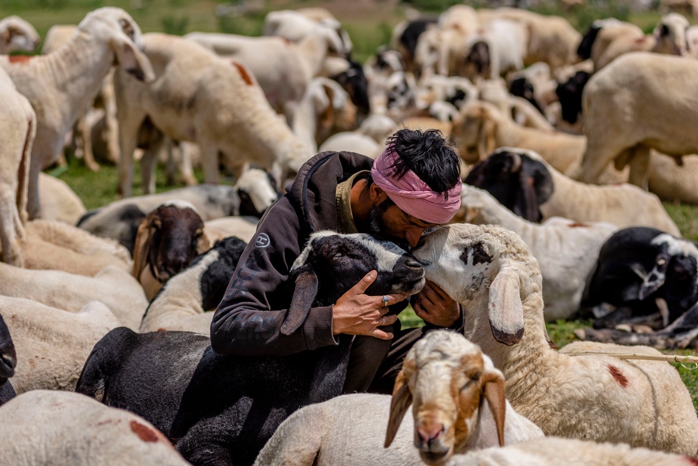 A Kashmiri Muslim shepherd kisses sheep before selling them to Muslim customers at a market, ahead of Eid al-Adha, one of the most important festivals in Islam, on 25 May 2026 in Srinagar, India (Getty)