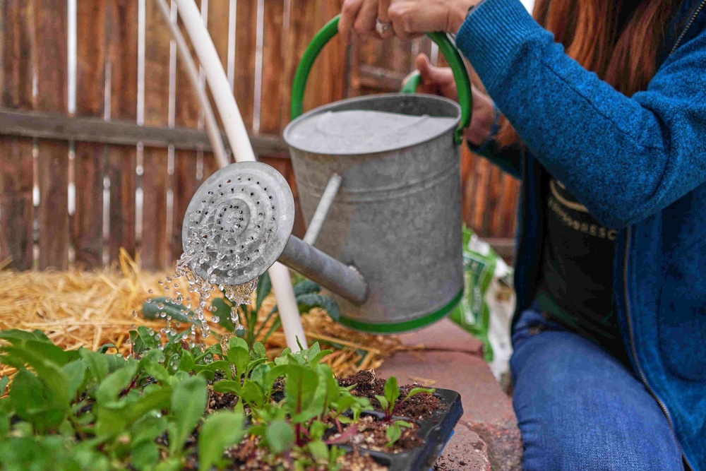 A woman waters beet seedlings (AP)