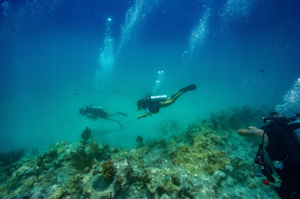 In a first-of-its-kind project, scientists have crossbred native Florida elkhorn coral with resilient strains from Honduras (AFP via Getty Images)