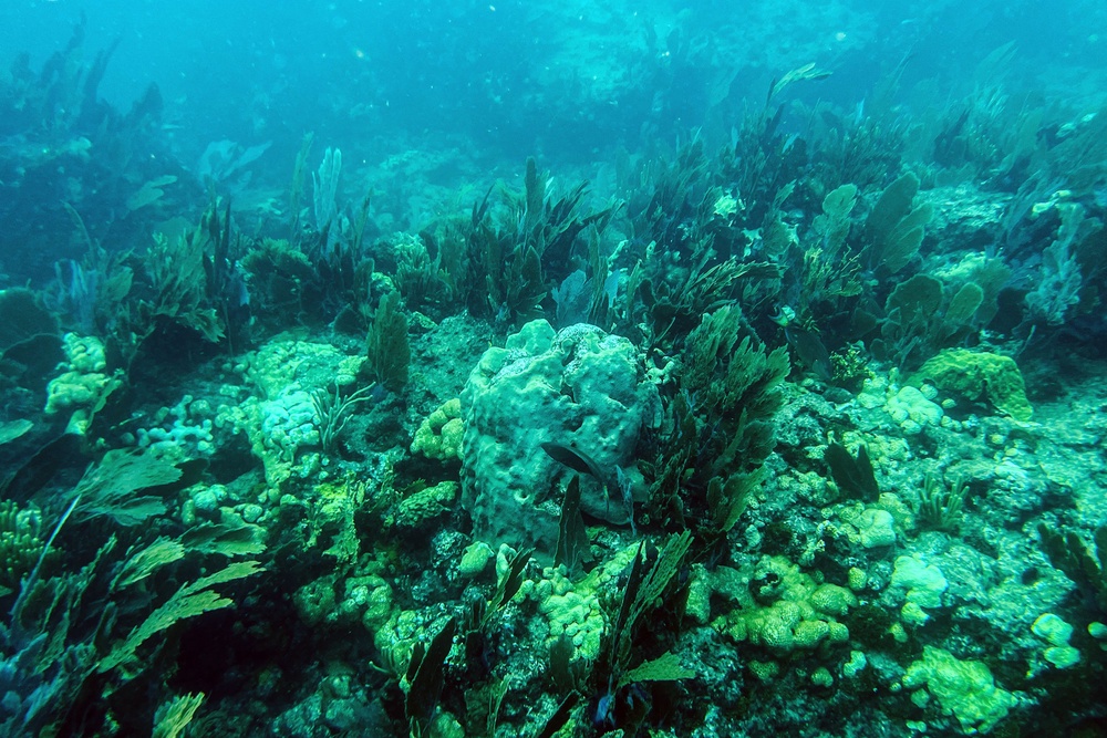 Researchers have found playing audio of healthy seascapes to dying corals can prolong their lives (AFP/Getty)