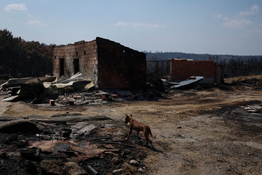 A dog walks near a burnt house during a wildfire at Casal do Monte village in Trancoso, Portugal (AFP/Getty)