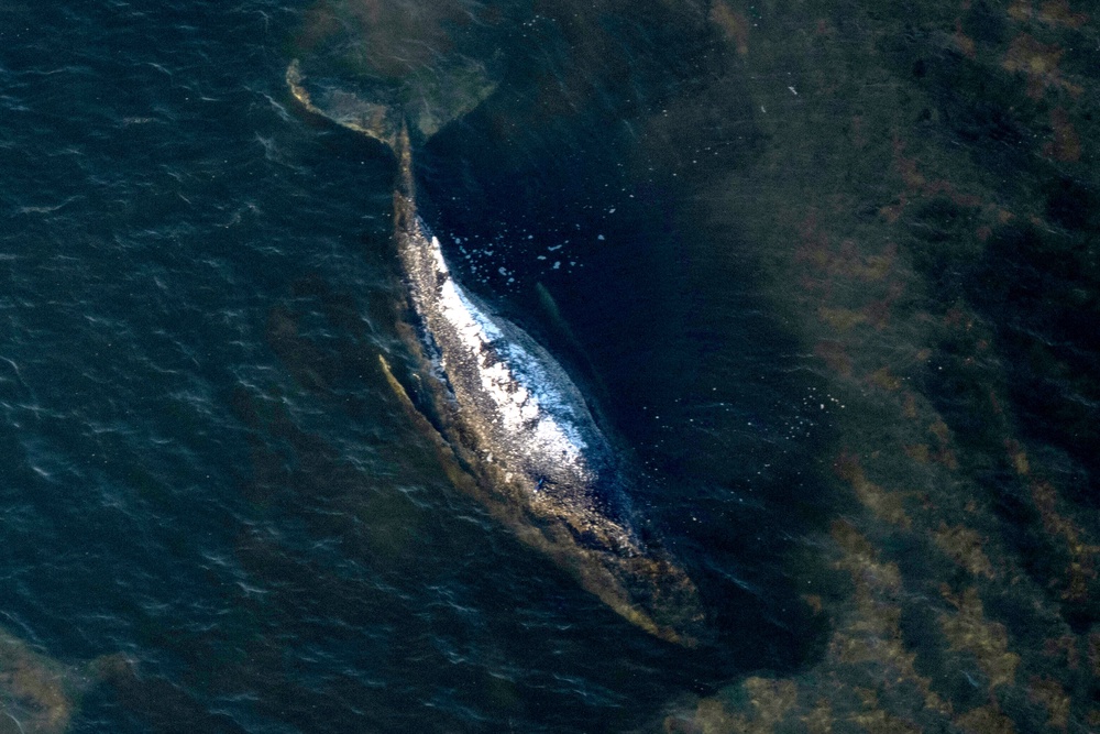 The humpback whale lays in a washed-out tub off the island of Poel, Germany, April 22, 2026. (Philip Dulian/dpa via AP, File) (DPA)