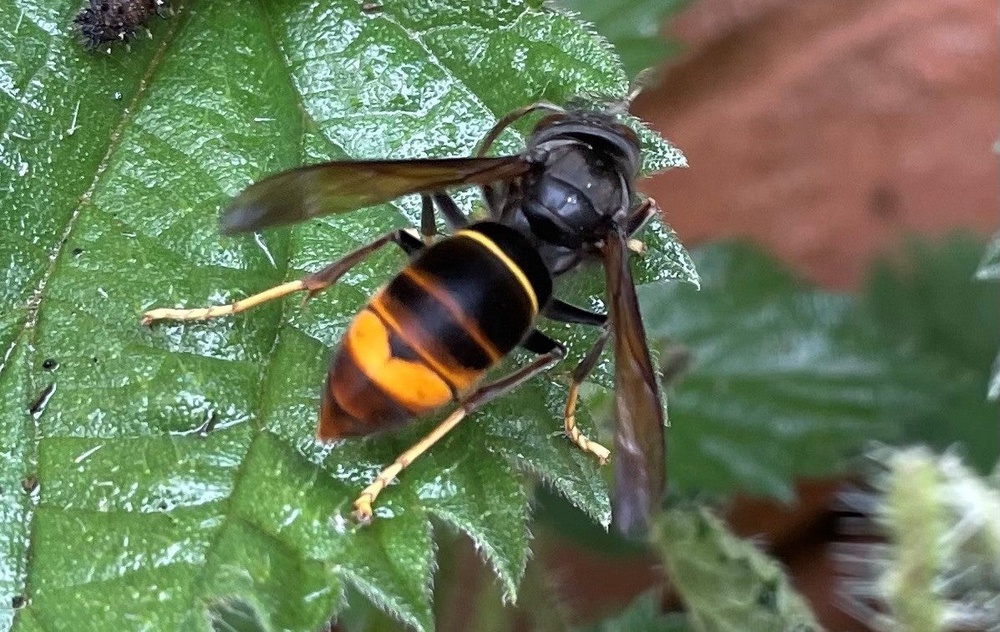 Asian hornets have been found in the UK. (Animal and Plant Health Agency/Crown Copyright)
