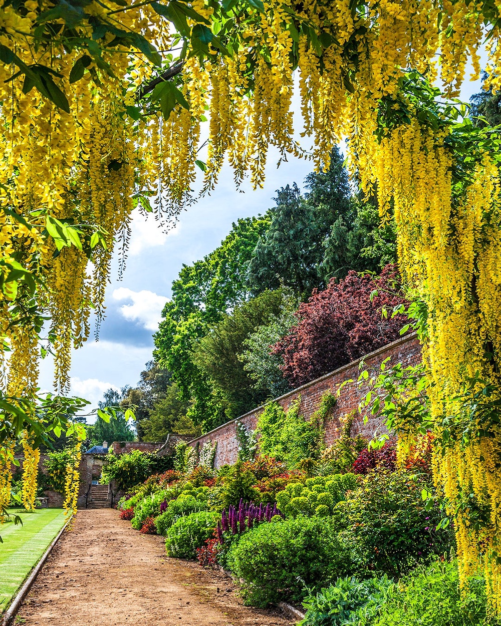 Yellow wisteria at the Walled Garden of Bowood House & Gardens (Anna Stowe/Bowood)