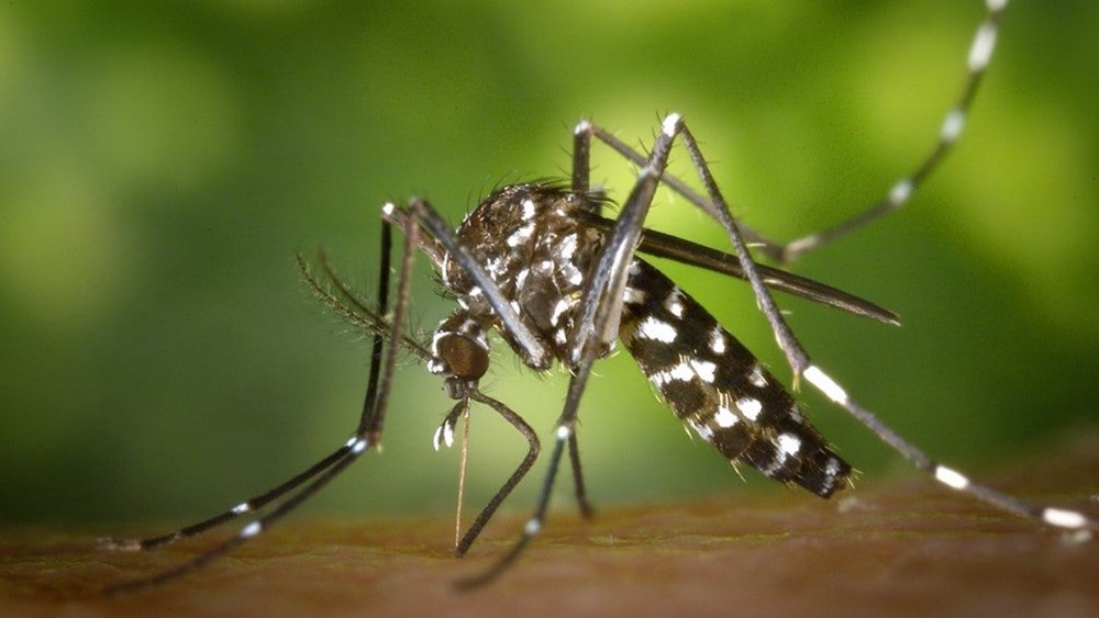 This image shows an Aedes albopictus mosquito. These mosquitoes the spread dengue, Zika and chikungunya viruses (CDC)