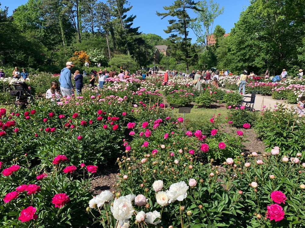 For those particularly drawn to the peony's distinctive scent, it is recommended to arrive early in the morning or late in the evening (AP Photo/Mike Householder)